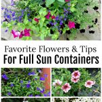 Full sun annual flowers for containers